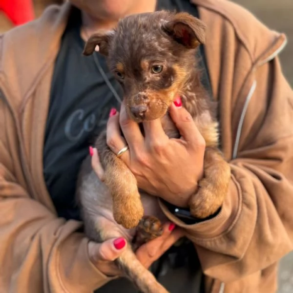 CHOCO cucciolo 3 mesi taglia medio piccola cerca casa  in adozione | Foto 0