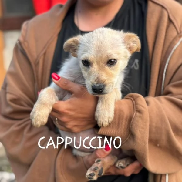 CAPPUCCINO dolce cucciolo 3 mesi cerca casa  tg medio piccola