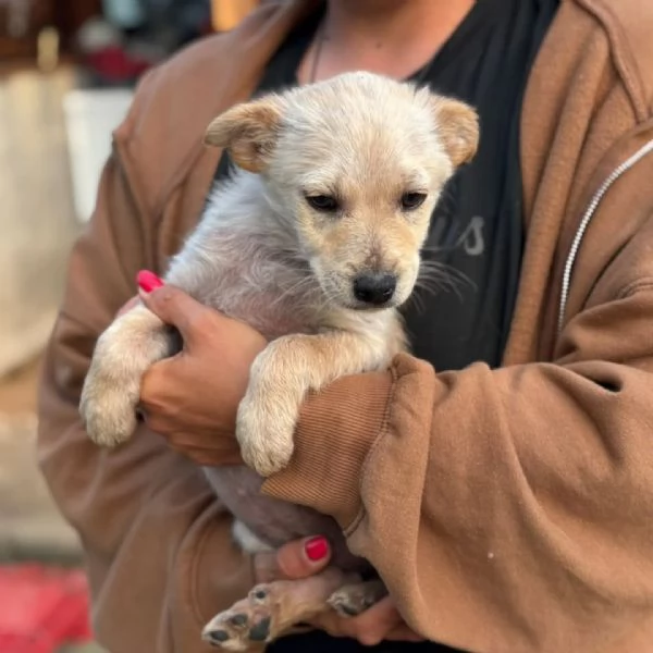 CAPPUCCINO dolce cucciolo 3 mesi cerca casa  tg medio piccola | Foto 0