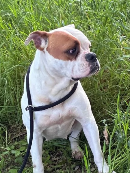 EMMA american bulldog 5 anni cerca casa  in adozione | Foto 1