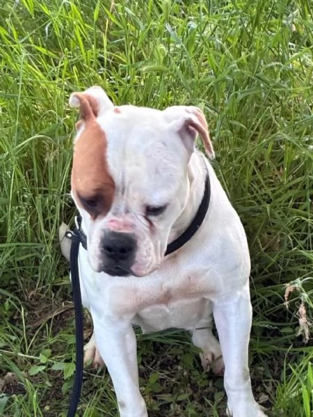 EMMA american bulldog 5 anni cerca casa  in adozione | Foto 0