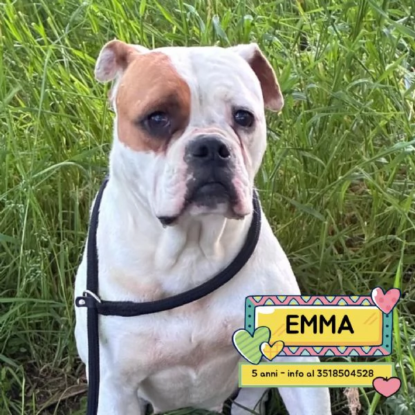 EMMA american bulldog 5 anni cerca casa  in adozione
