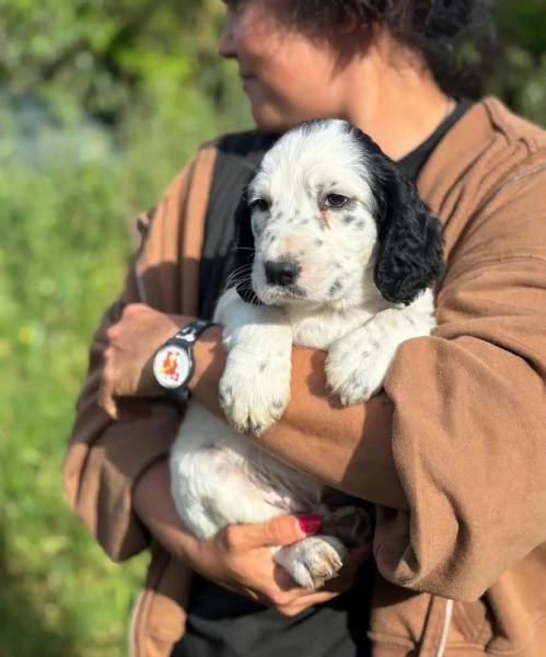 Snoopy cucciolo setter inglese in adozione  cerca casa | Foto 2