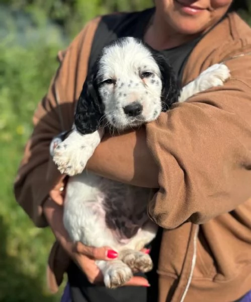 Snoopy cucciolo setter inglese in adozione  cerca casa | Foto 1