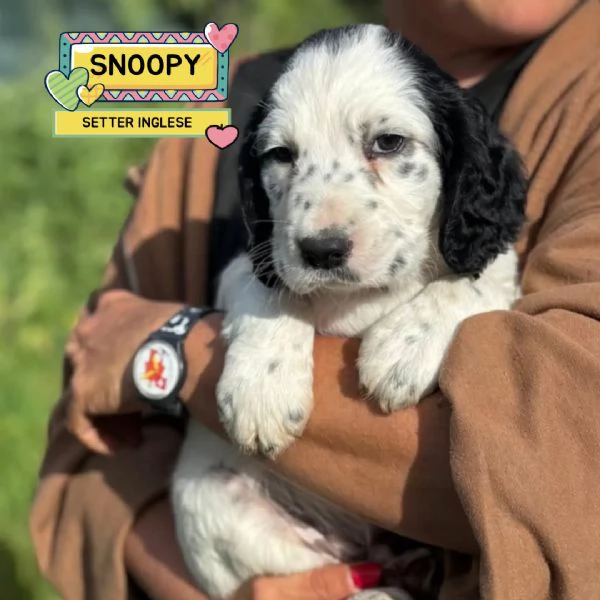 Snoopy cucciolo setter inglese in adozione  cerca casa