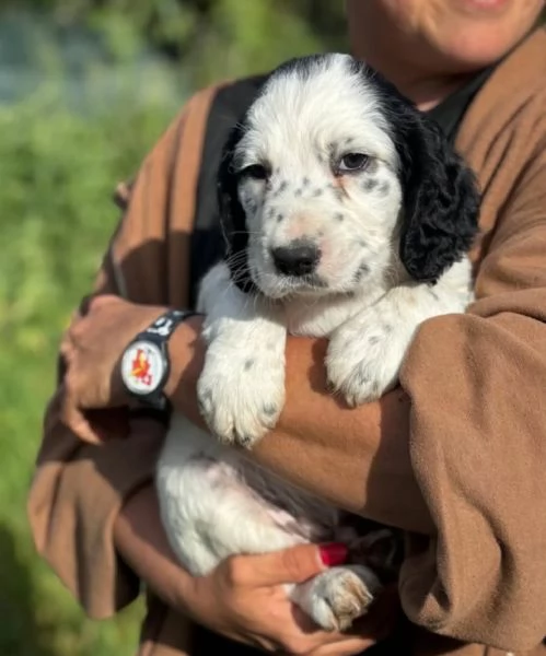 Snoopy cucciolo setter inglese in adozione  cerca casa | Foto 0