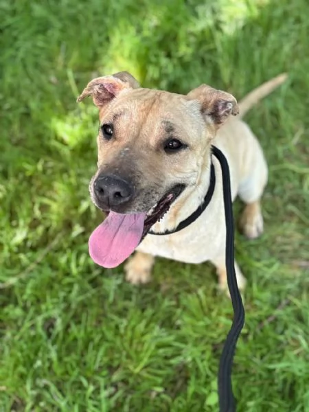 ZOE dolce cagnolina 4 anni cerca casa  in adozione  | Foto 2