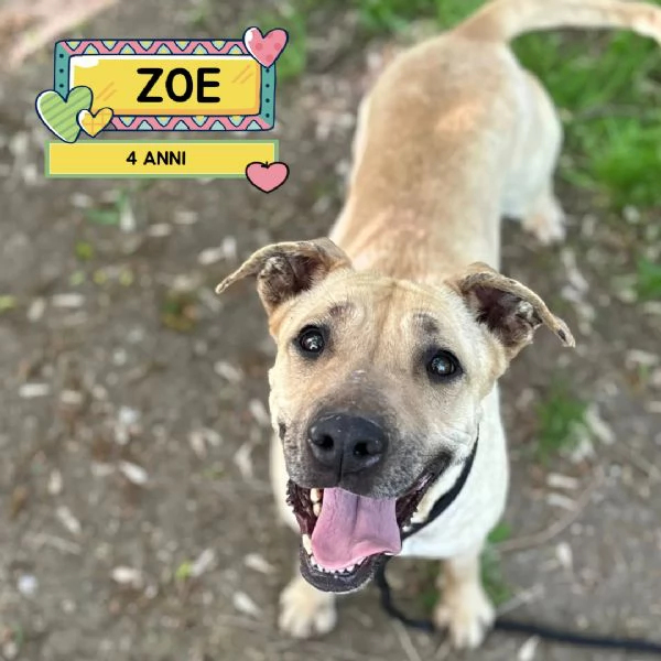 ZOE dolce cagnolina 4 anni cerca casa  in adozione 