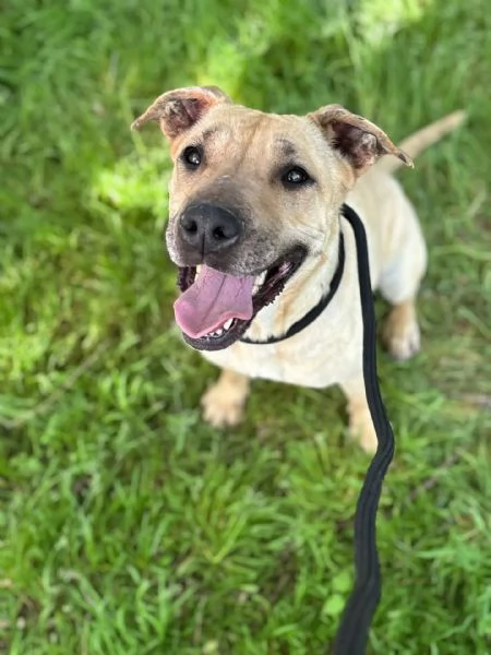 ZOE dolce cagnolina 4 anni cerca casa  in adozione  | Foto 1