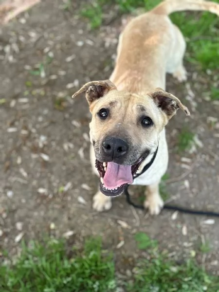 ZOE dolce cagnolina 4 anni cerca casa  in adozione  | Foto 0