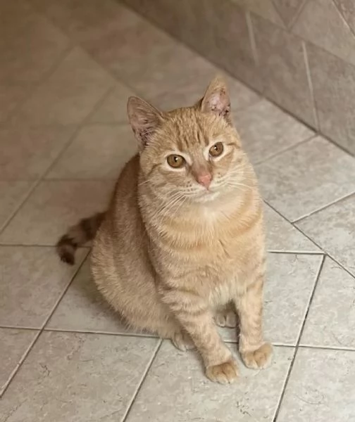 MIA adozione del cuore  dolce gattina cerca casa | Foto 3