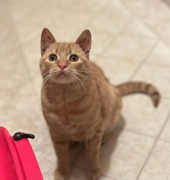 MIA adozione del cuore  dolce gattina cerca casa | Foto 2