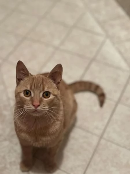 MIA adozione del cuore  dolce gattina cerca casa | Foto 1