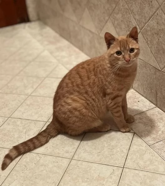 MIA adozione del cuore  dolce gattina cerca casa | Foto 0