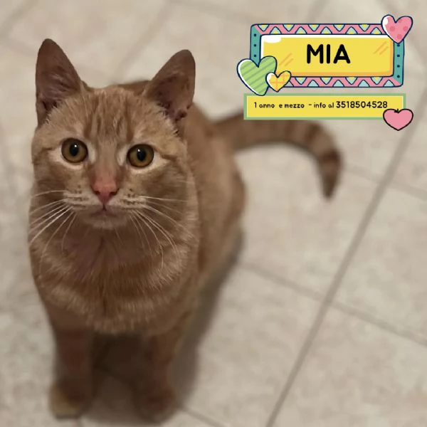 MIA adozione del cuore  dolce gattina cerca casa