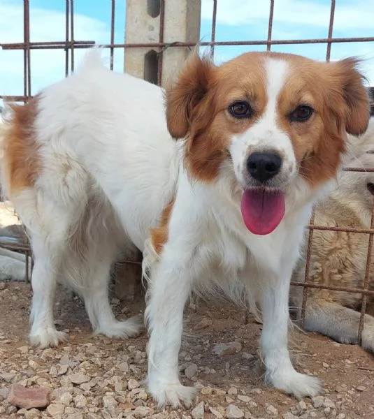 GEMMA cagnolina taglia medio piccola in adozione  3 anni e mezzo  | Foto 5