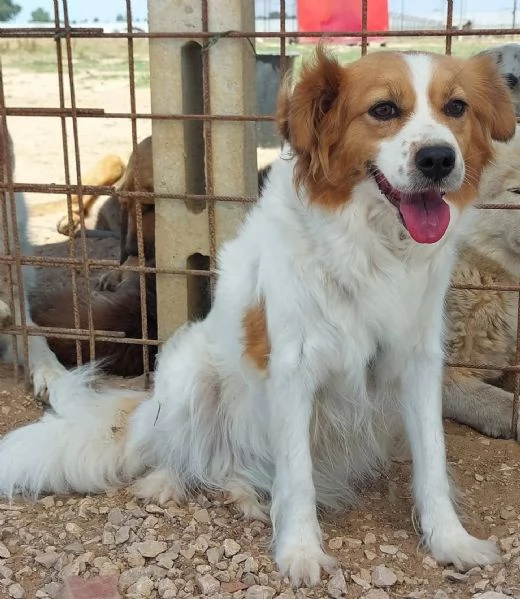 GEMMA cagnolina taglia medio piccola in adozione  3 anni e mezzo  | Foto 4