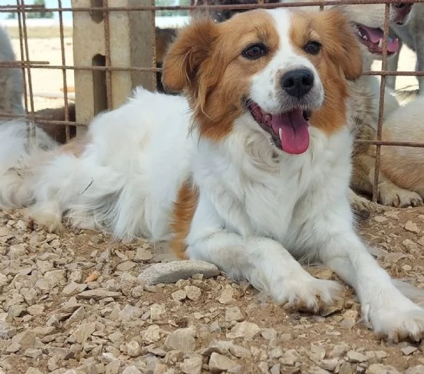 GEMMA cagnolina taglia medio piccola in adozione  3 anni e mezzo  | Foto 3