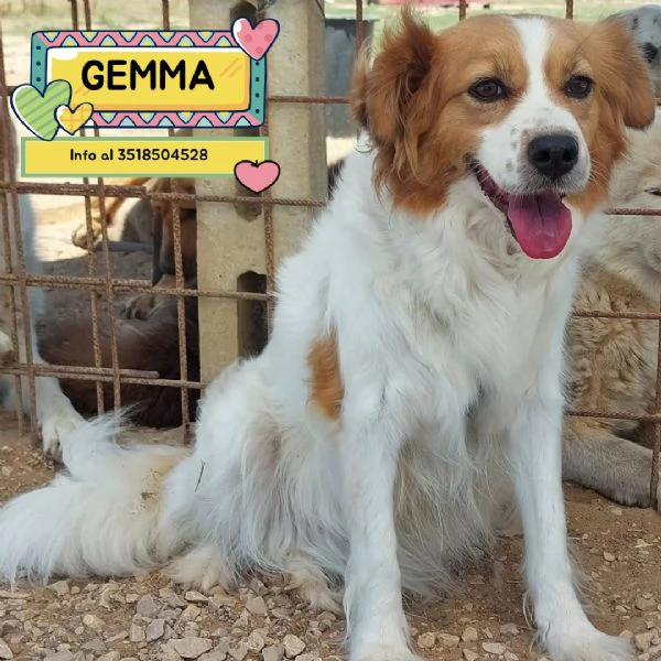 GEMMA cagnolina taglia medio piccola in adozione  3 anni e mezzo 