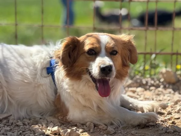 GEMMA cagnolina taglia medio piccola in adozione  3 anni e mezzo  | Foto 2