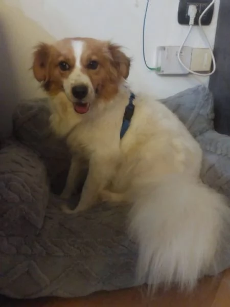 GEMMA cagnolina taglia medio piccola in adozione  3 anni e mezzo  | Foto 1