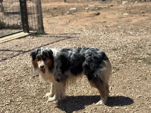 Draco  AUSTRALIAN SHEPHERD BLU MERLE cerca casa  in adozione