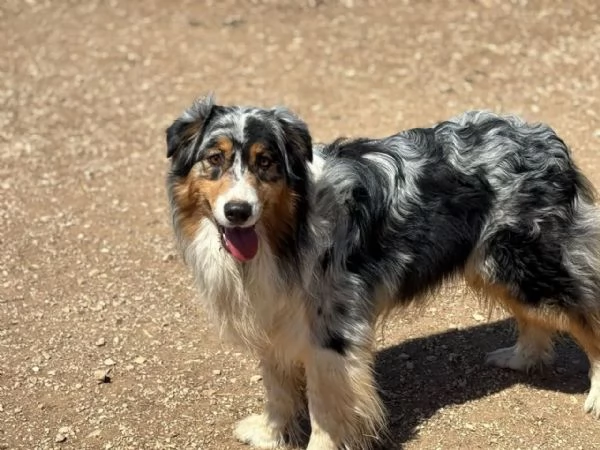 Draco  AUSTRALIAN SHEPHERD BLU MERLE cerca casa  in adozione | Foto 3