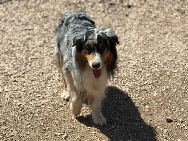 Draco  AUSTRALIAN SHEPHERD BLU MERLE cerca casa  in adozione | Foto 2