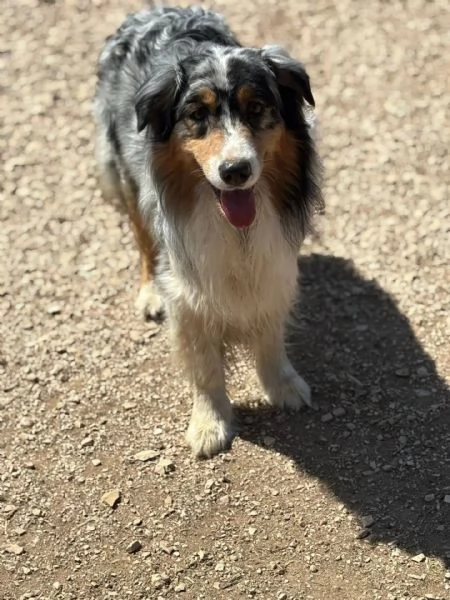 Draco  AUSTRALIAN SHEPHERD BLU MERLE cerca casa  in adozione | Foto 1