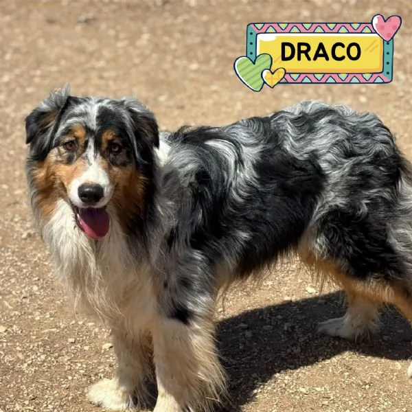 Draco  AUSTRALIAN SHEPHERD BLU MERLE cerca casa  in adozione | Foto 0