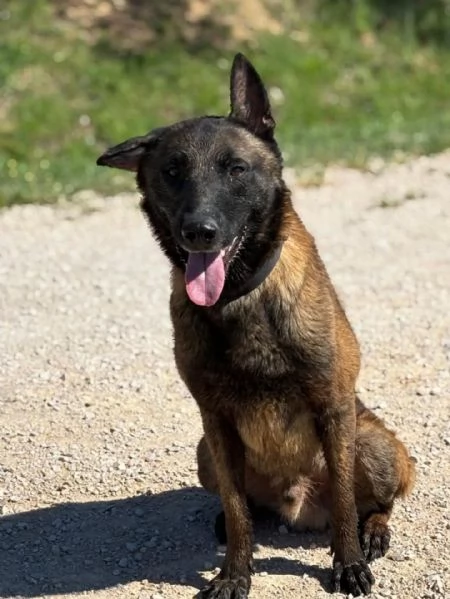 RIUK pastore belga malinois cerca casa  in adozione  | Foto 2