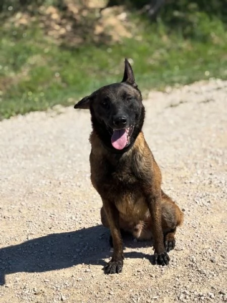 RIUK pastore belga malinois cerca casa  in adozione  | Foto 1