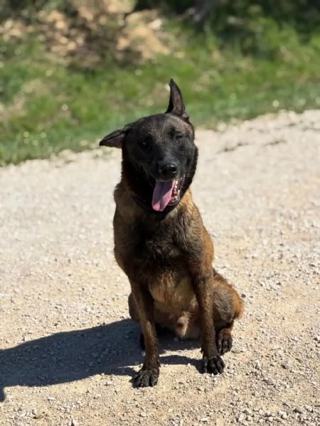 RIUK pastore belga malinois cerca casa  in adozione  | Foto 0