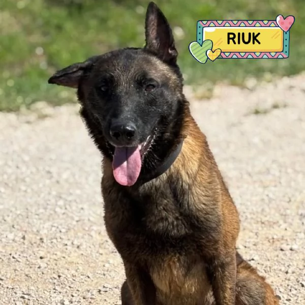 RIUK pastore belga malinois cerca casa  in adozione 