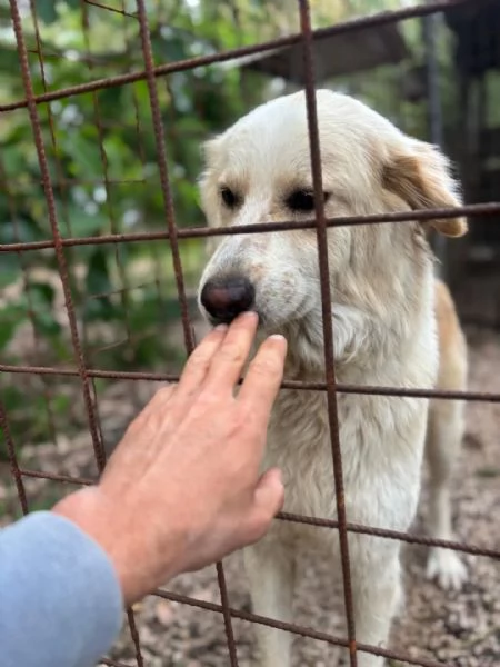 Fresia mix golden retriever 1 anno e mezzo cerca casa  in adozione | Foto 3