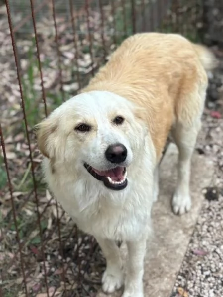 Fresia mix golden retriever 1 anno e mezzo cerca casa  in adozione | Foto 2