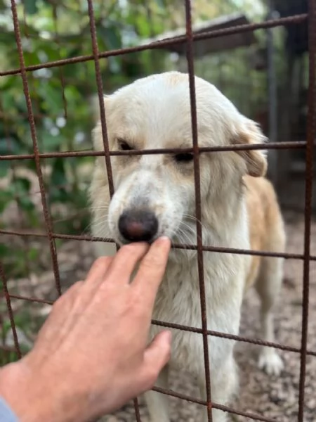 Fresia mix golden retriever 1 anno e mezzo cerca casa  in adozione | Foto 1