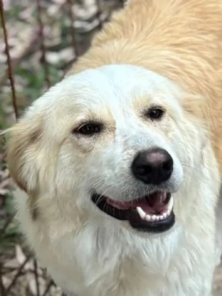 Fresia mix golden retriever 1 anno e mezzo cerca casa  in adozione | Foto 0