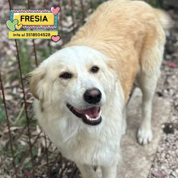 Fresia mix golden retriever 1 anno e mezzo cerca casa  in adozione