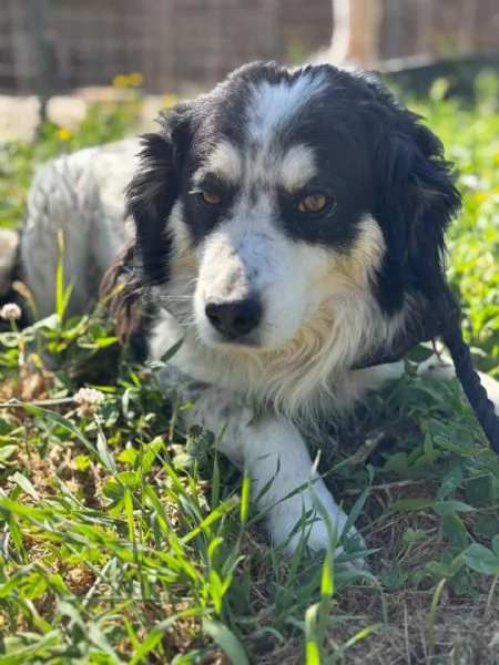 Balto dolce cagnolino taglia medio piccola cerca casa  in adozione  | Foto 2