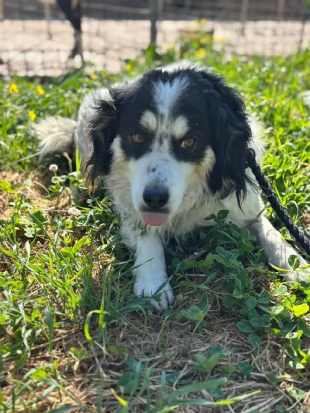 Balto dolce cagnolino taglia medio piccola cerca casa  in adozione  | Foto 1