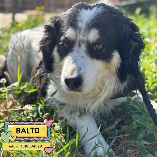 Balto dolce cagnolino taglia medio piccola cerca casa  in adozione 