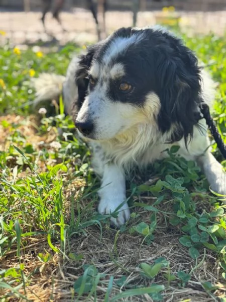 Balto dolce cagnolino taglia medio piccola cerca casa  in adozione  | Foto 0