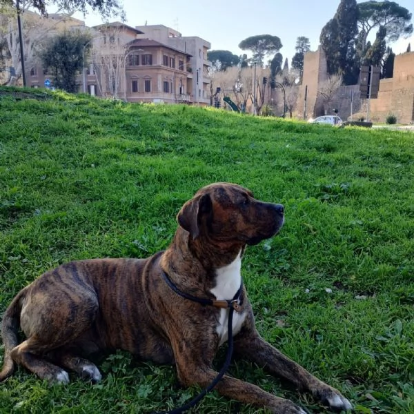 Azlan mix cane corso 4 anni cerca casa  in adozione | Foto 3