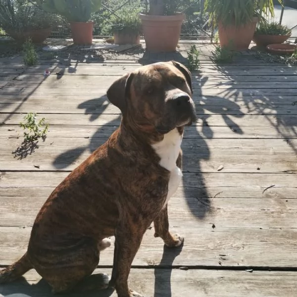 Azlan mix cane corso 4 anni cerca casa  in adozione | Foto 2