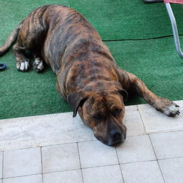 Azlan mix cane corso 4 anni cerca casa  in adozione | Foto 1