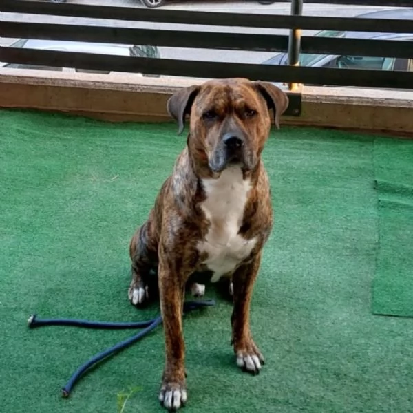Azlan mix cane corso 4 anni cerca casa  in adozione | Foto 0