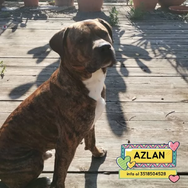 Azlan mix cane corso 4 anni cerca casa  in adozione