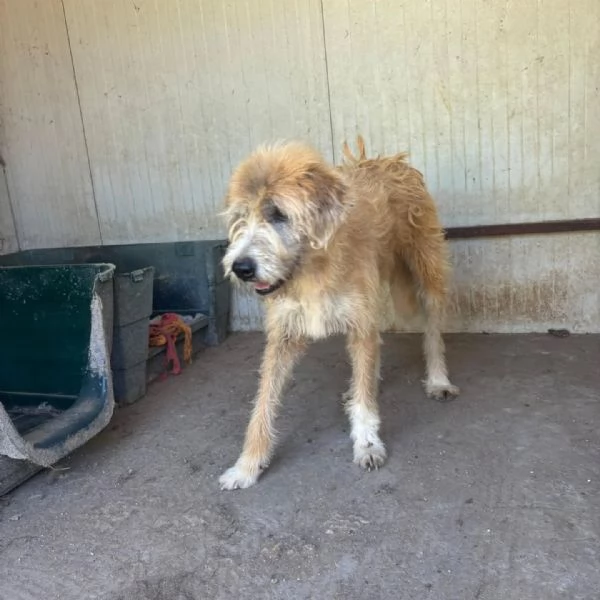 Lollo 9 anni cerca casa  tanti anni passati in canile in adozione | Foto 3