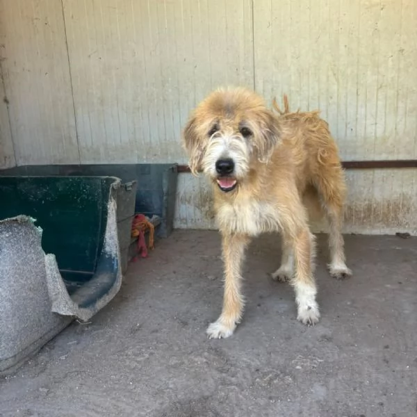 Lollo 9 anni cerca casa  tanti anni passati in canile in adozione | Foto 2
